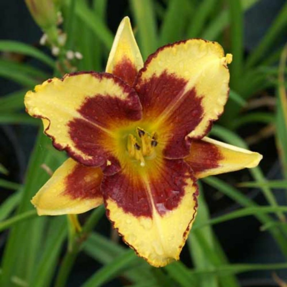 3 hémérocalles 'blueberry cream' (hemerocallis blueberry cream)