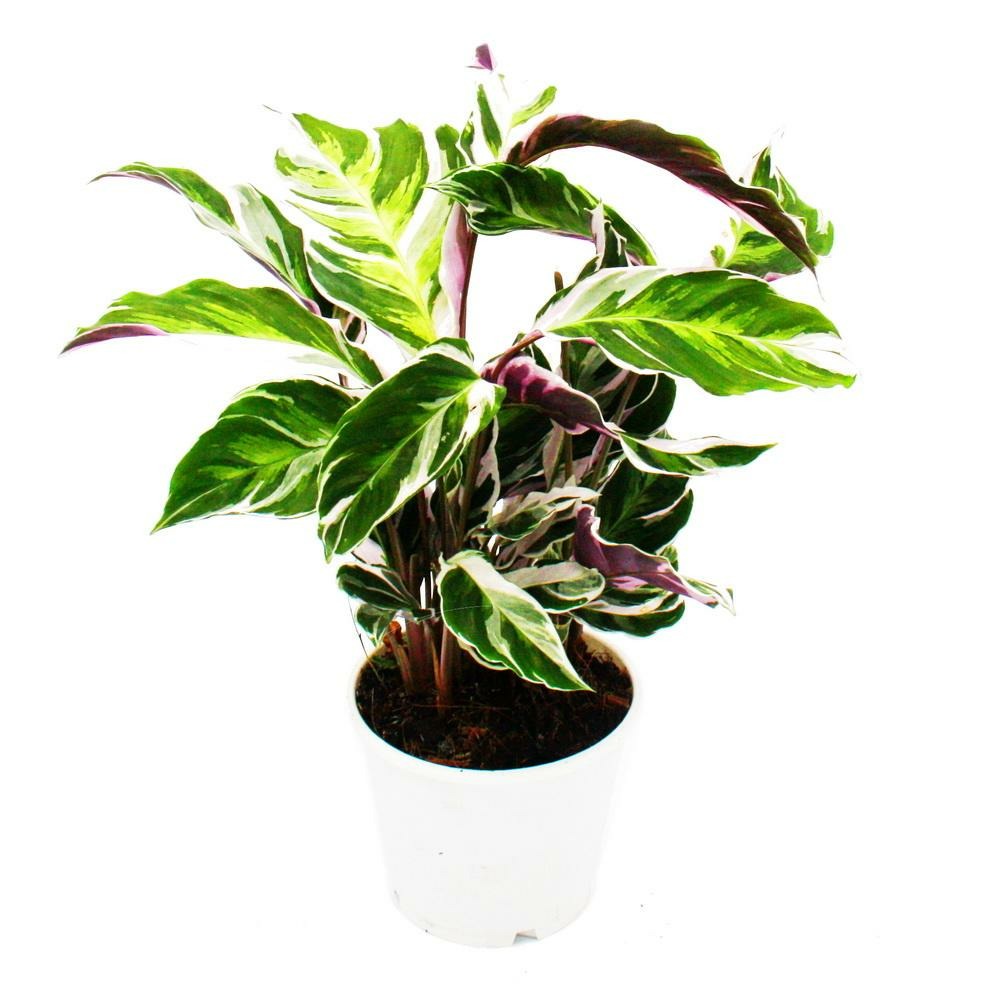 Plante d'ombre avec un motif de feuilles inhabituel - calathea fusion white - pot de 14 cm - hauteur d'environ 40 cm