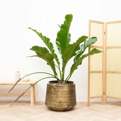 Anthurium botanical king - h100 cm - ø35 cm