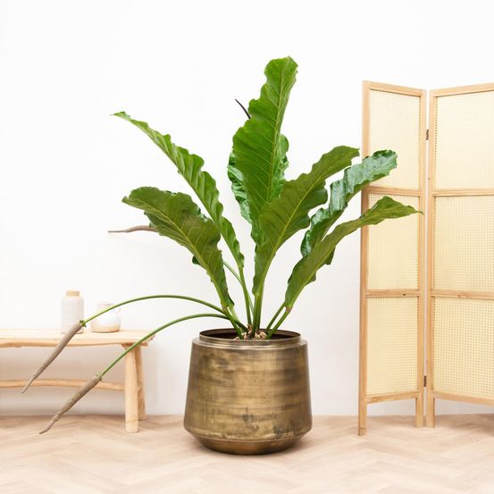 Anthurium botanical king - h100 cm - ø35 cm