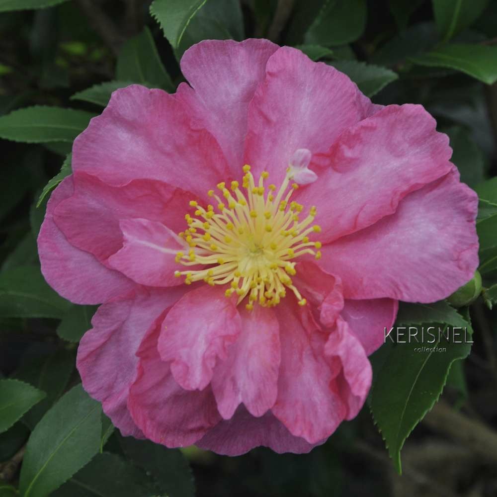Camellia 'paradise®sandra' :pot 15l