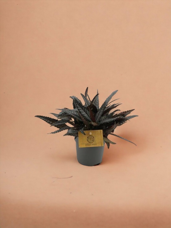 Pilea hitchcockii