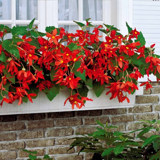 2 bégonias tanaïs - le sachet de 2 bulbes / circonférence 24cm+