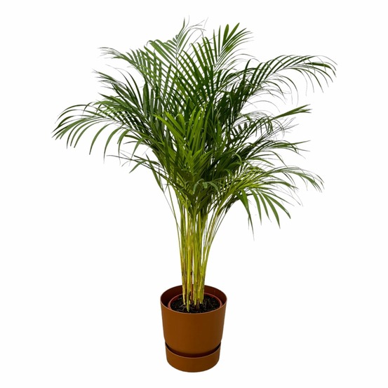 Grand palmier areca et son pot - hauteur 85cm