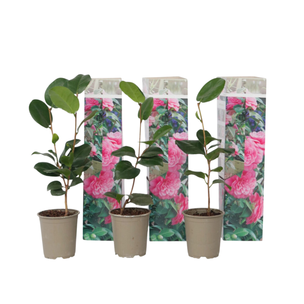 Camélia - set de 3 - camellia japonica 'bonomiana' - hauteur 25-40cm - ⌀9cm
