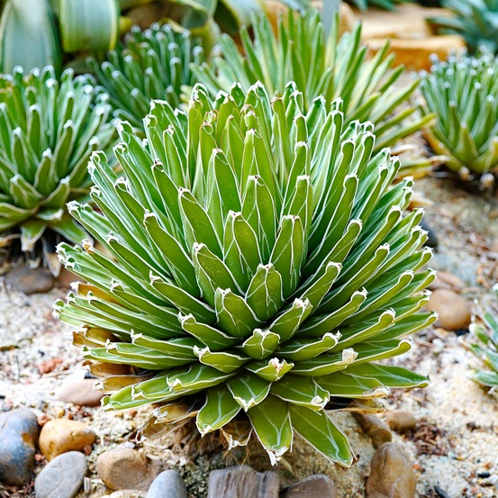 Agave de la reine victoria - le pot / ø 11cm