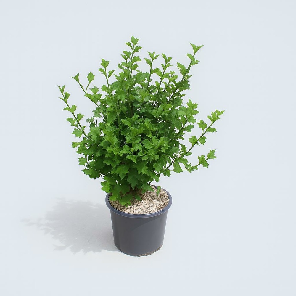 Hibiscus syriacus white chiffon - pot 15 l