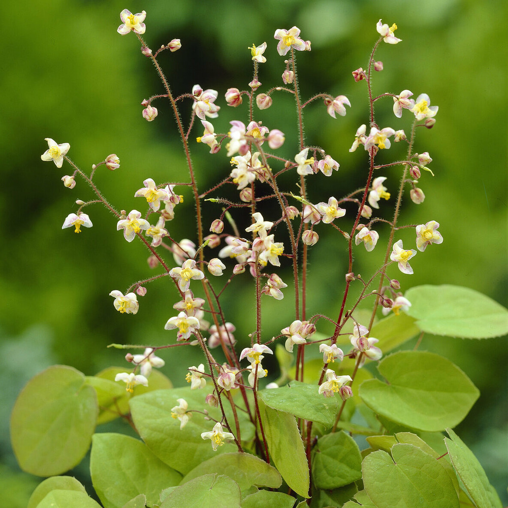 Epimedium pubigerum - le pot / ø 9cm