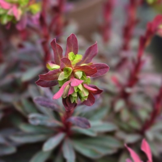 3 euphorbes des bois pourpre (euphorbia amygdaloides purpurea)