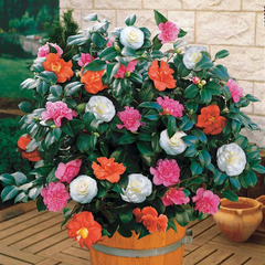 Camélia du japon tricolore - le pot / ø 15cm / hauteur livrée 40-50cm