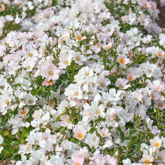 Rosier moderne 'champs elysées' pot de 2l/3l