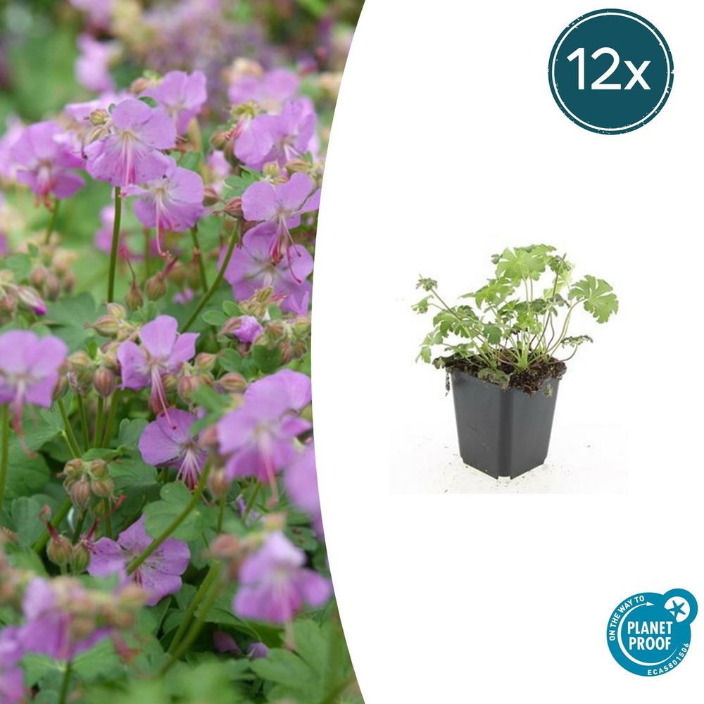 Géranium vivace 'cambridge' x12 – entre 0,75 et 1m2