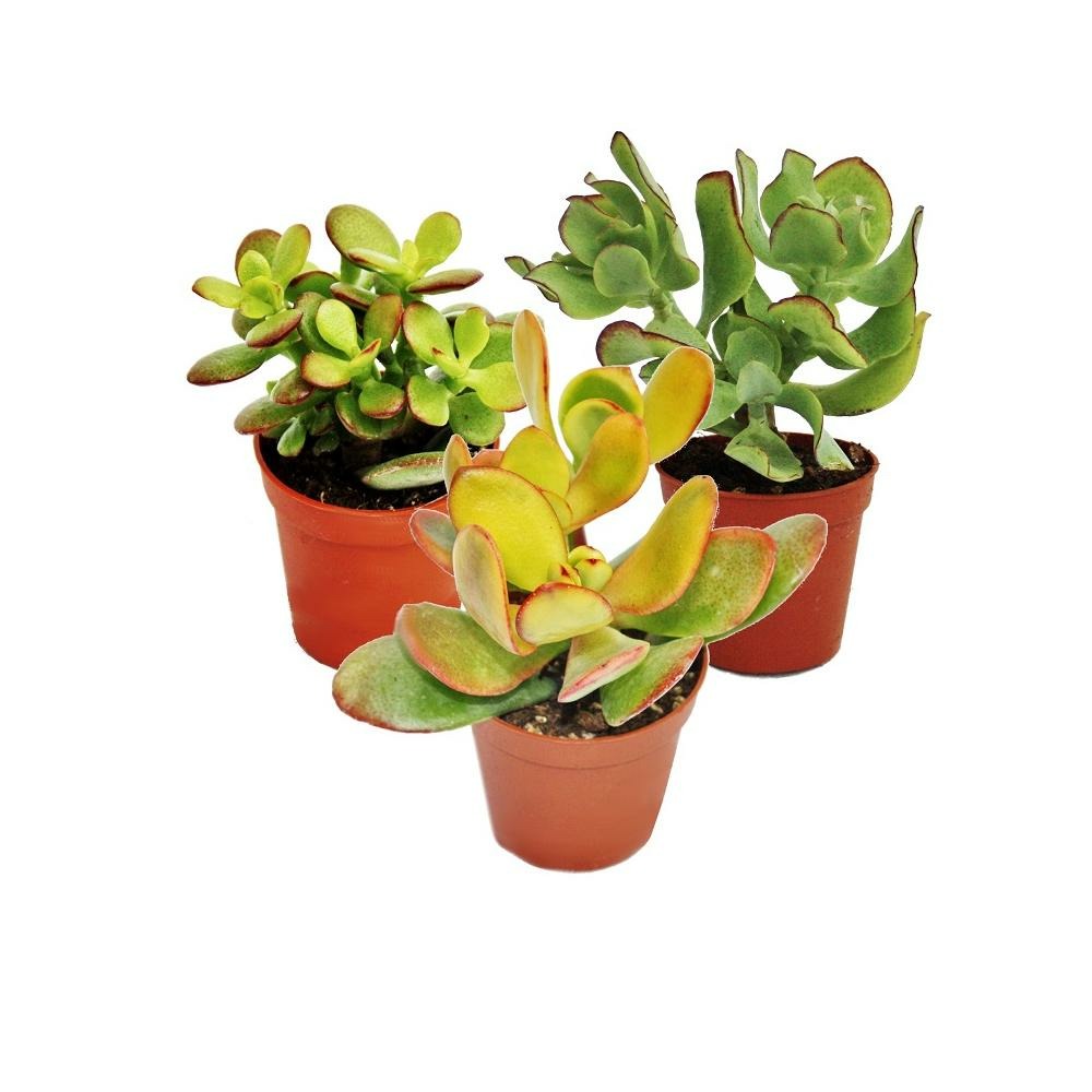 Arbre monétaire, 3 espèces différentes de crassula en pot de 5,5cm