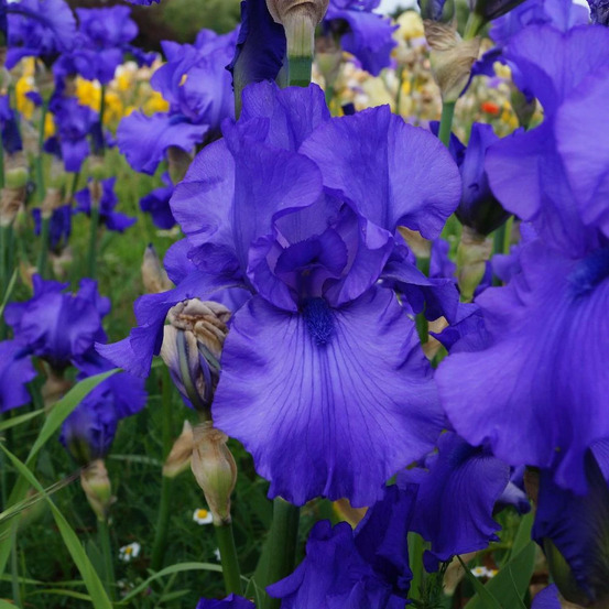 Iris des jardins blue lustre lot de 9 godets