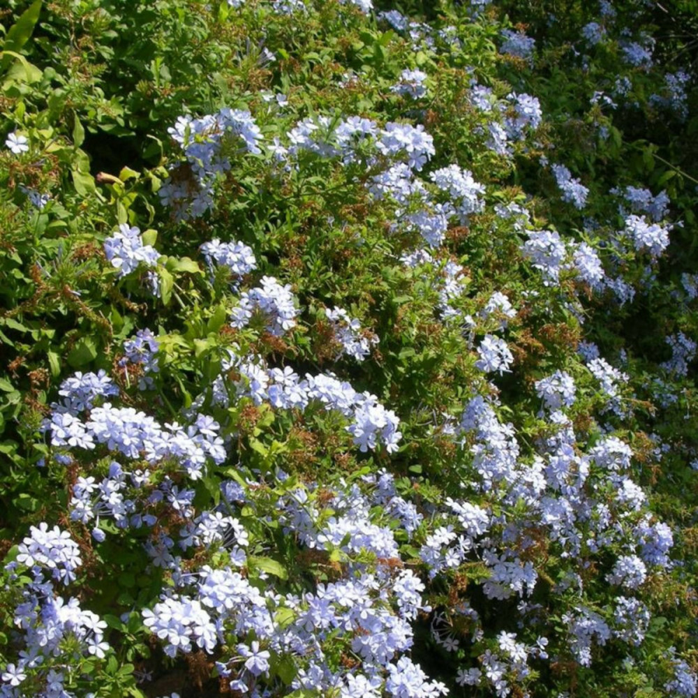 Plumbago du cap, dentaire du cap pot de 1,5l - tuteur bambou 30/60 cm