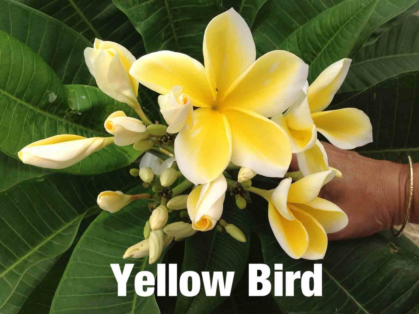 Plumeria rubra "yellow bird" (frangipanier)   jaune - taille pot de 2 litres ? 20/30 cm