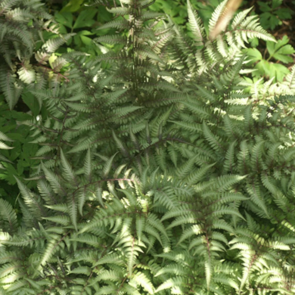 Fougère japonaise peinte godet - 5/20 cm