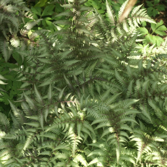 Fougère japonaise peinte godet - 5/20 cm