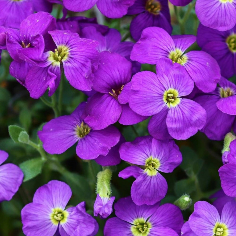 Aubriète royal violet godet - 5/20 cm