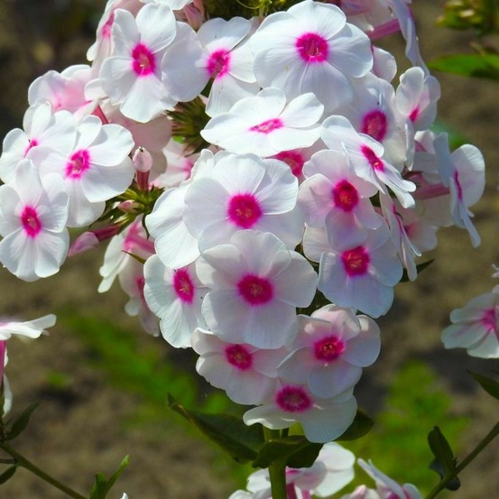 3 phlox 'coral eye'