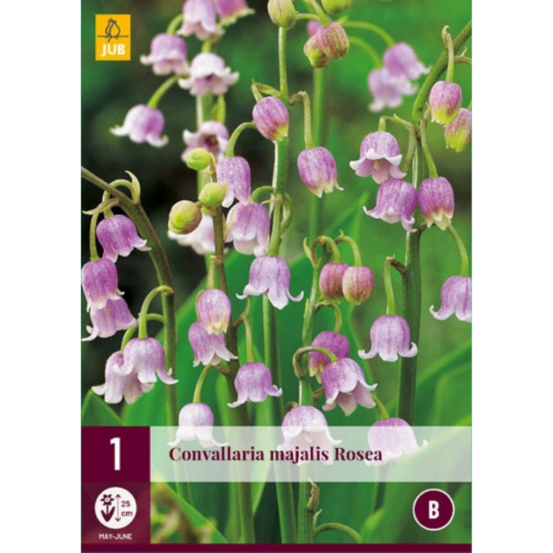 1 bulbe muguet de mai rose