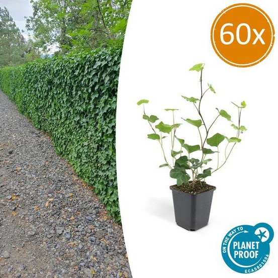 Lierre d'irlande x60 – entre 3,75 et 5m2