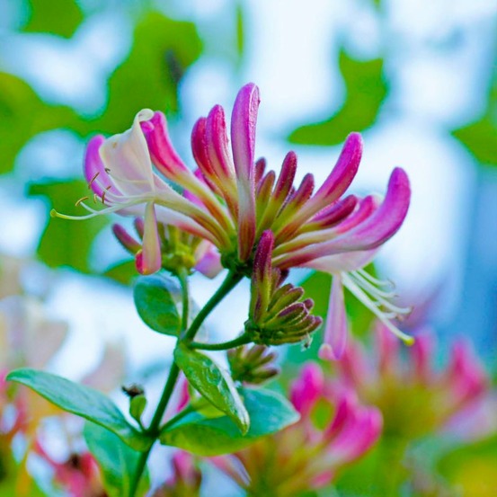 Chèvrefeuille de 'henryi' (lonicera 'henryi')