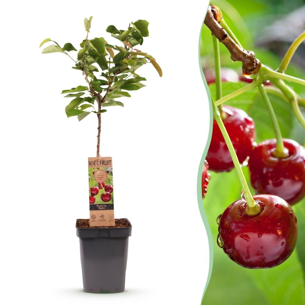 Cerisier 'regina' - pot 21 cm - hauteur 90 cm