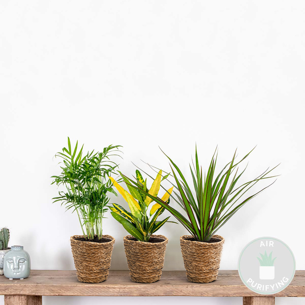 3x mélange de plantes tropicales d’intérieur avec panier en jonc de mer - dépolluantes - 25-40 cm