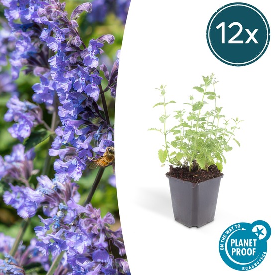 Nepeta 'six hills giant' x12 – entre 0,75 et 1m2