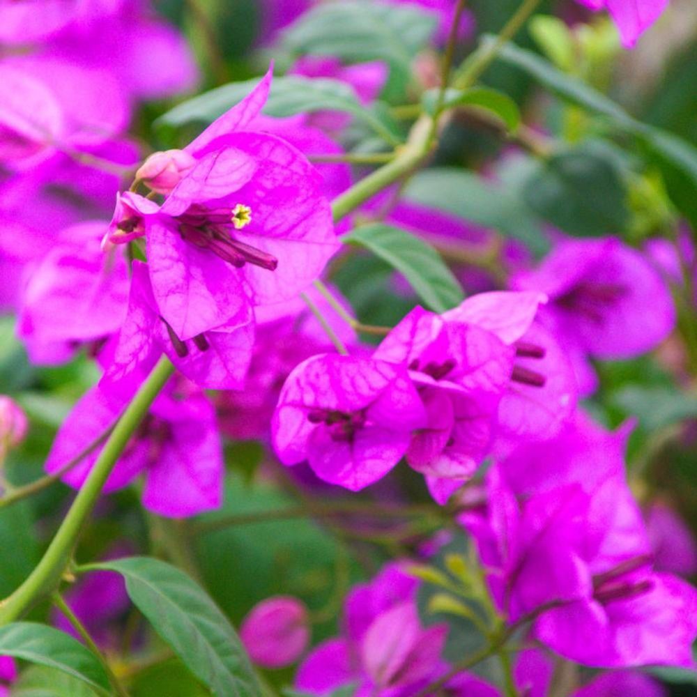 Bougainvillier violet de mèze pot de 1,5l - tuteur bambou 30/60 cm