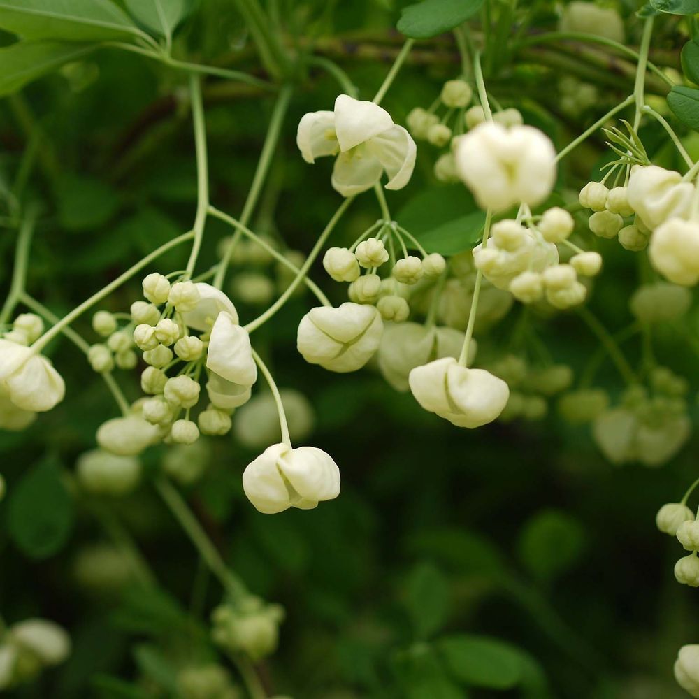 Akébie 'alba' pot de 3l/4l