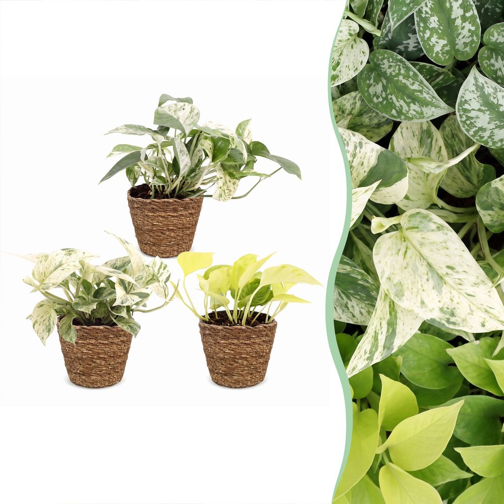 Pothos tricolore avec paniers - epipremnum - lot de 3 - h 20-25 cm, pot ø6 cm