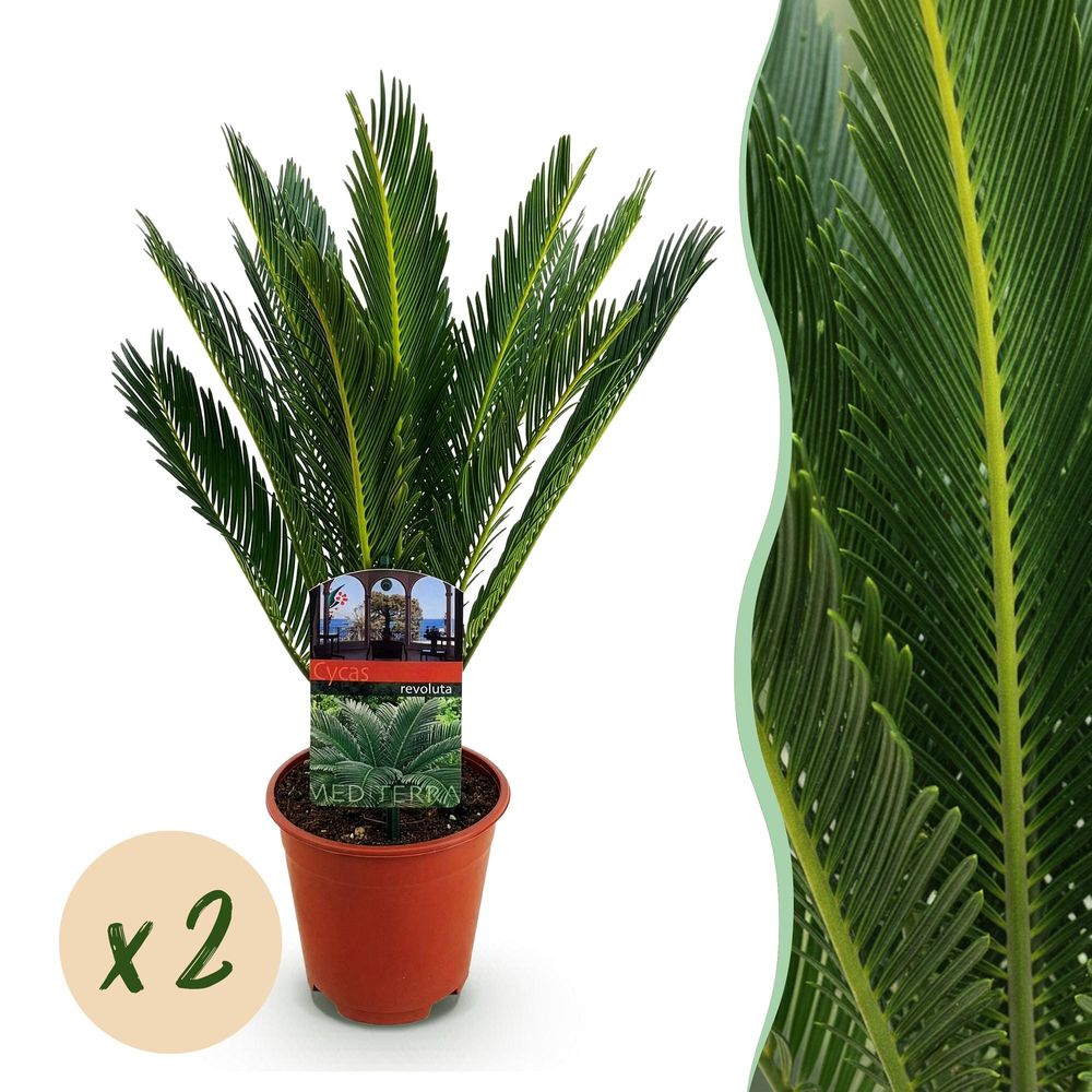 Cycas revoluta - palmier - pot de 15 cm - hauteur 45-55 cm - lot de 2 - plante d'extérieur