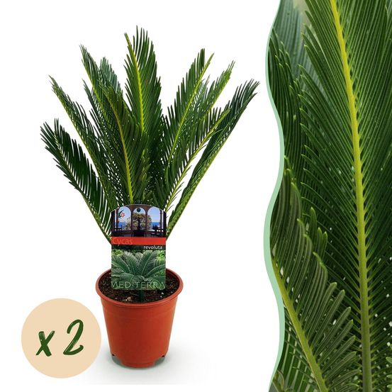 Cycas revoluta - palmier - pot de 15 cm - hauteur 45-55 cm - lot de 2 - plante d'extérieur