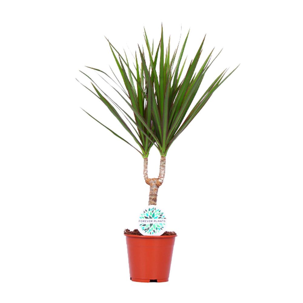 Dracaena marginata - ø14cm - ↕55cm - plantes d'intérieur