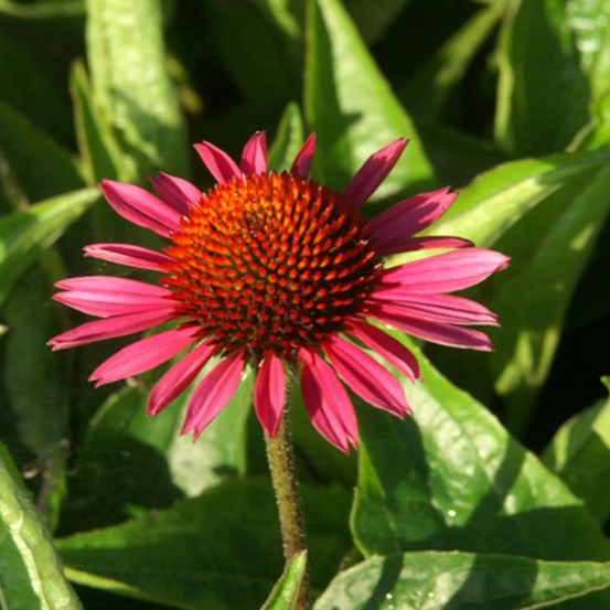 Échinacée purpurea vintage wine® lot de 9 godets