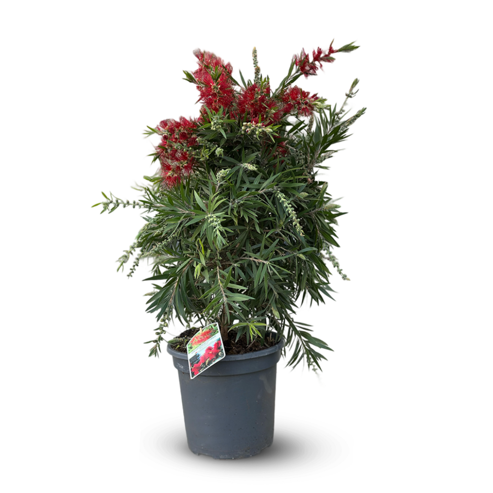 Callistemon - citrinus - ↕ 70-80 cm - ⌀ 24 cm - plante d'extérieur