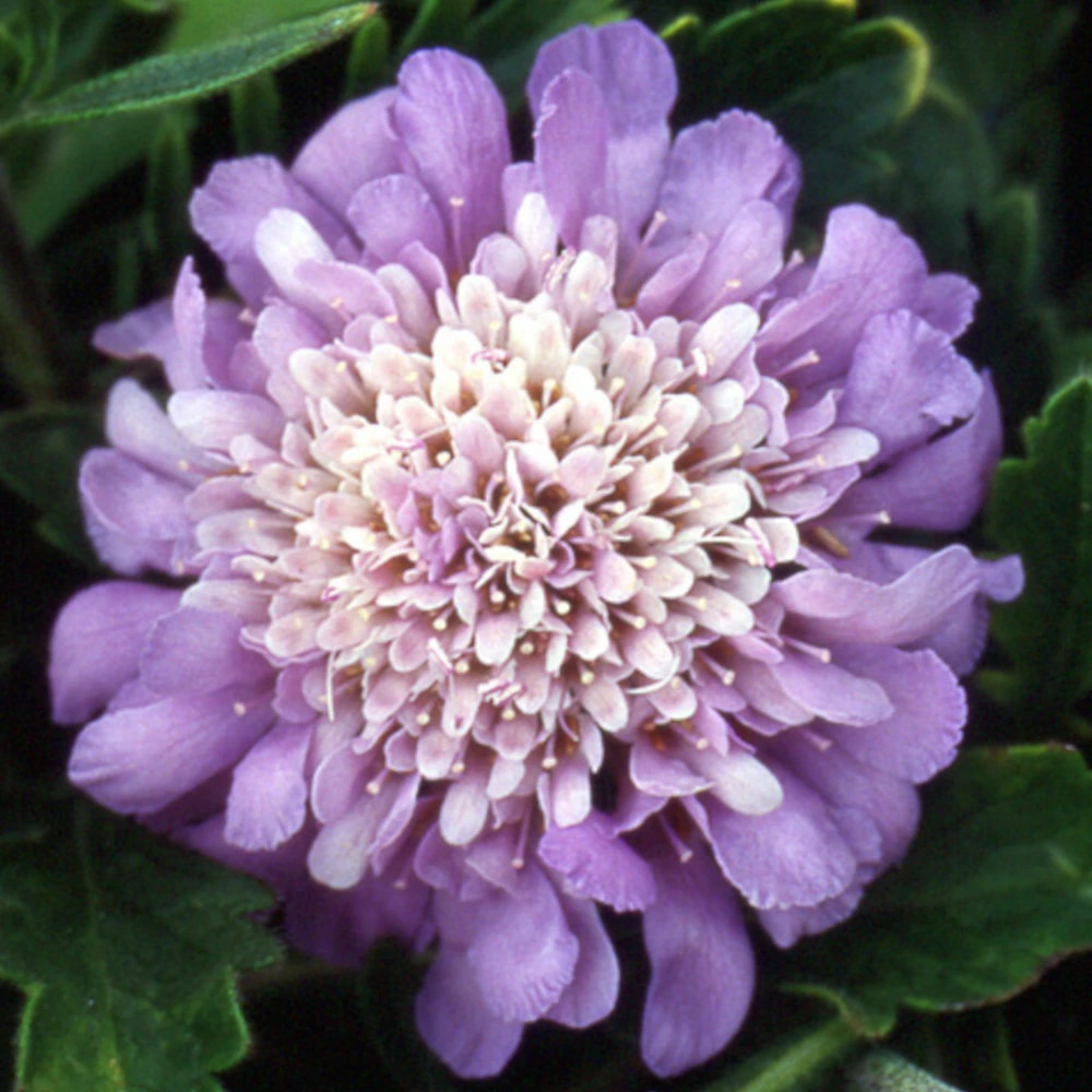 Scabieuse butterfly blue lot de 3 godets