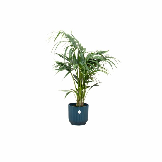 Palmier kentia 130cm et son pot bleu - hauteur 130cm