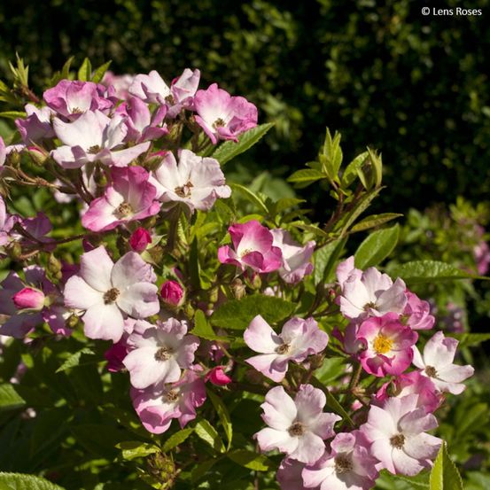 Rosier arbuste moschata 'magie d'orient' pot de 4l/5l
