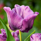 Tulipa blue parrot - bulbes de tulipes x15 - bulbes à fleurs pour jardin, terrasse ou balcon