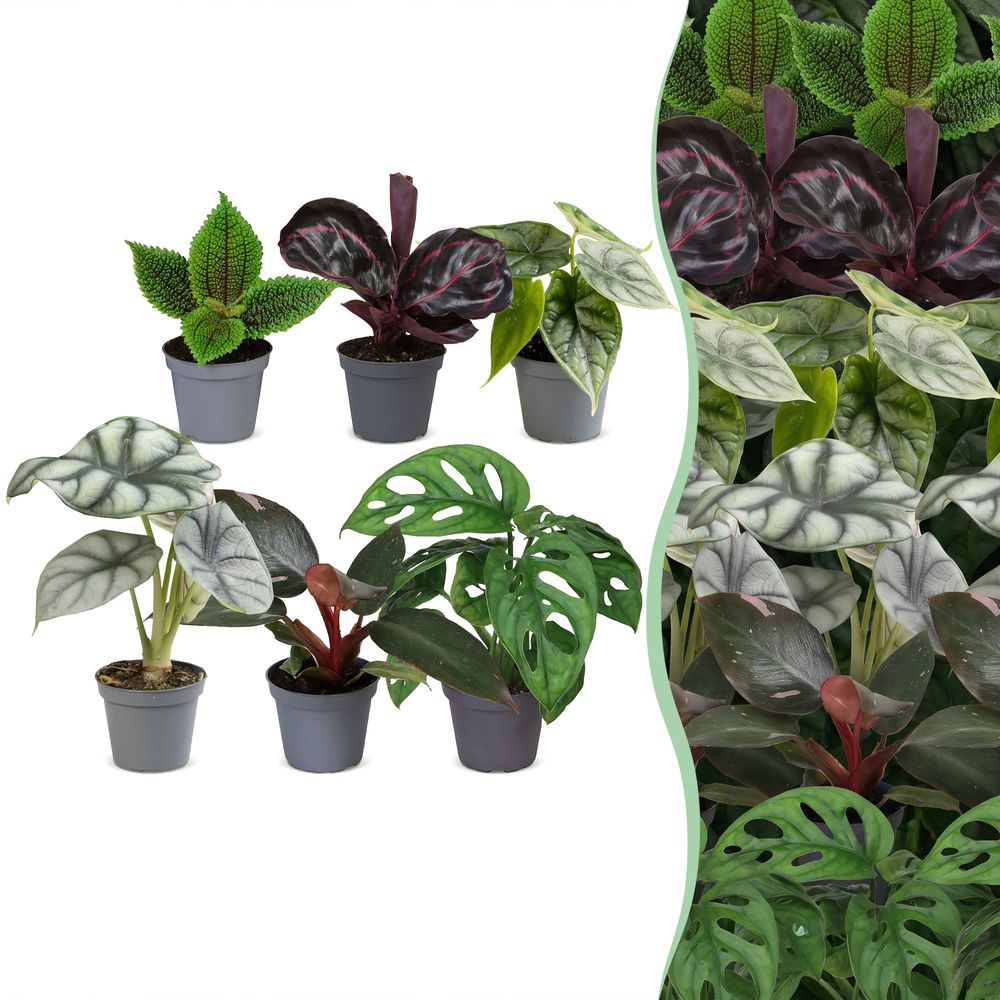 Baby jungle - lot de 6 mini plantes tropicales - h 10-15 cm, pot ø6 cm