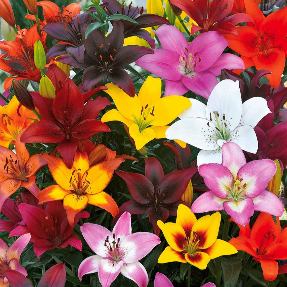 Lis asiatiques mid-century en mélange - le sachet de 10 bulbes / circonférence 16-18cm, vendu par lot de 2