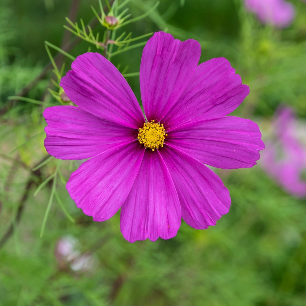 Cosmos violet - le pot / ø 10,5cm