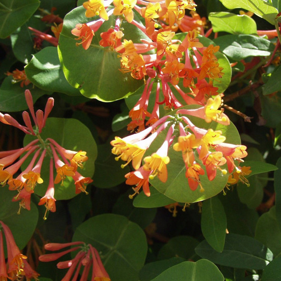 2 x chèvrefeuille grimpant 'gold flame' - lonicera heckrottii 'gold flame' - 50-60 cm pot