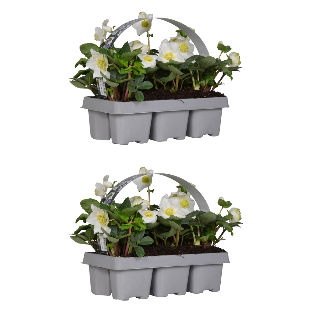 Lot de 12 - helleborus niger christmas carol - rose de noël - hauteur 10-20 cm - motte 9 cm
