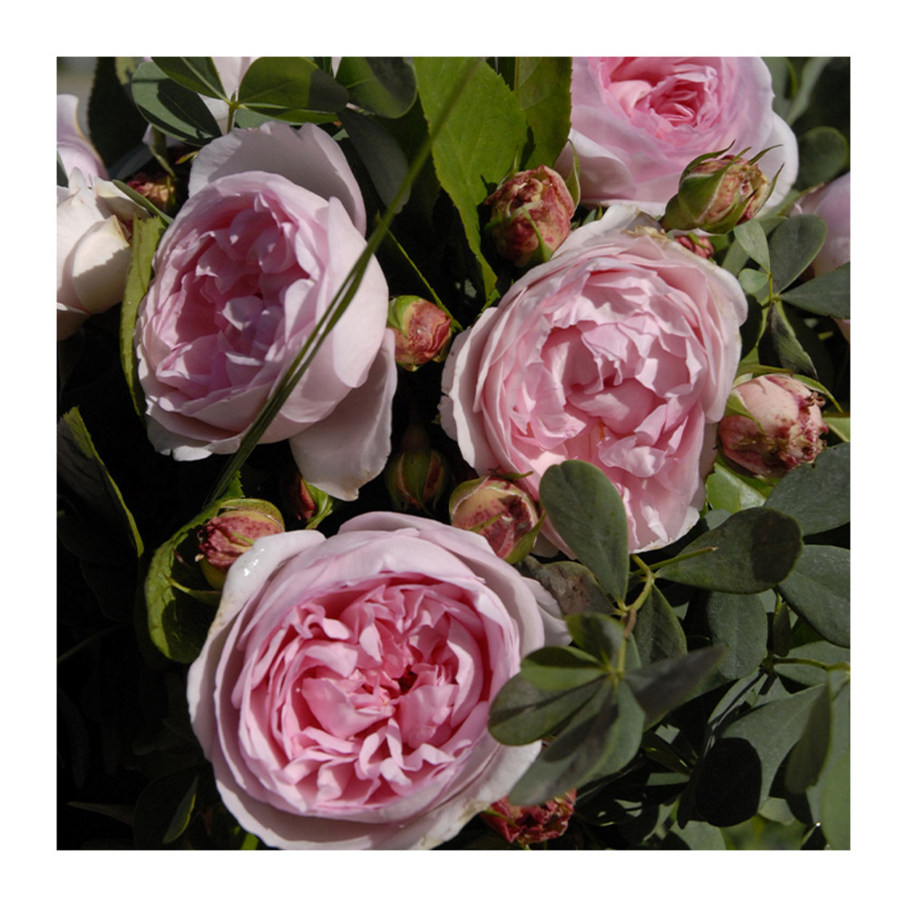 Rosier buissonnant rose pâle francois demachy® eveparfush