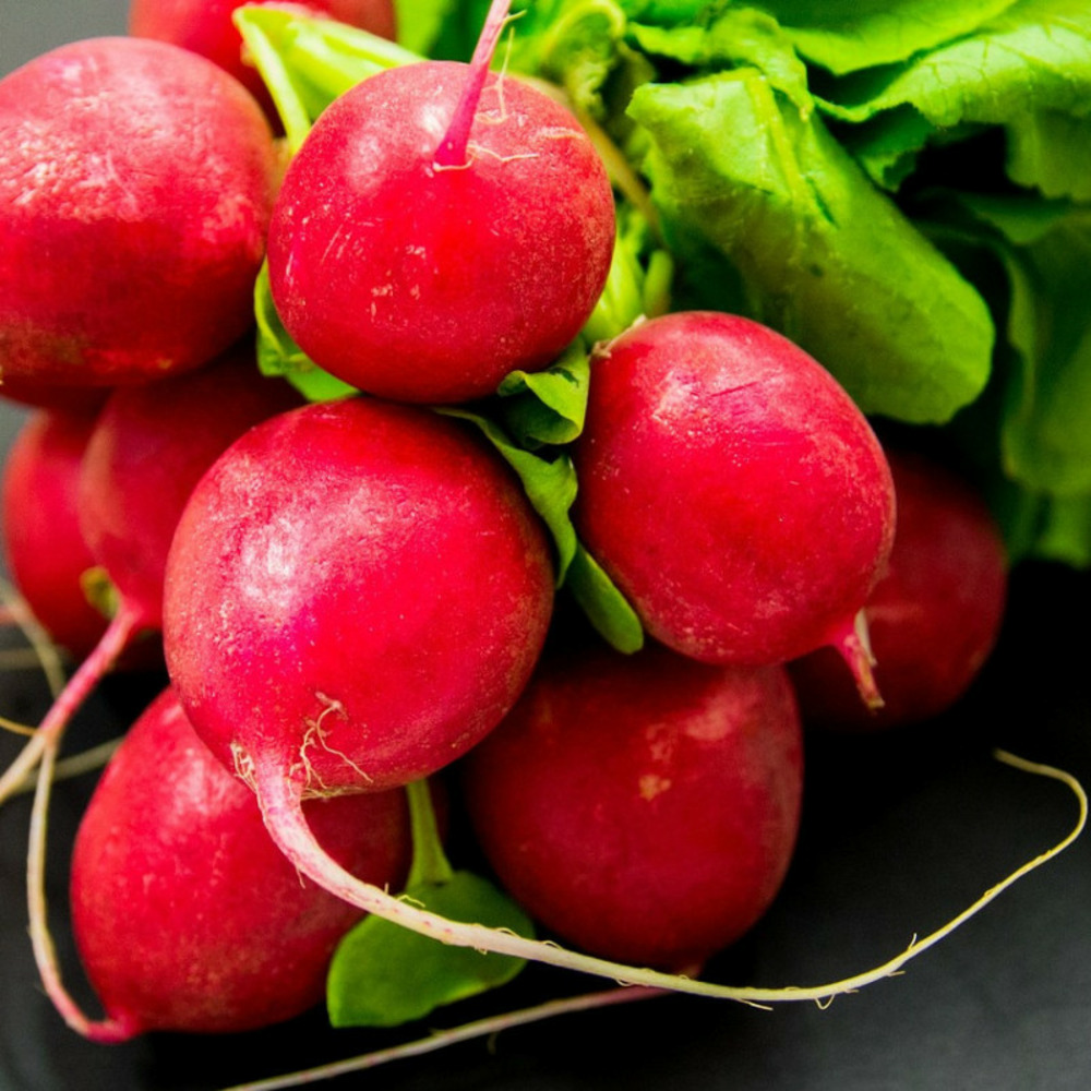 Graines de radis tinto hf1 - vilmorin sachet