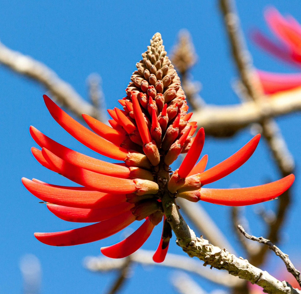 Erythrina coralloides pot de 2 litres - 20/40 cm